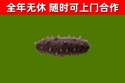 莆田烟酒回收干海参.jpg
